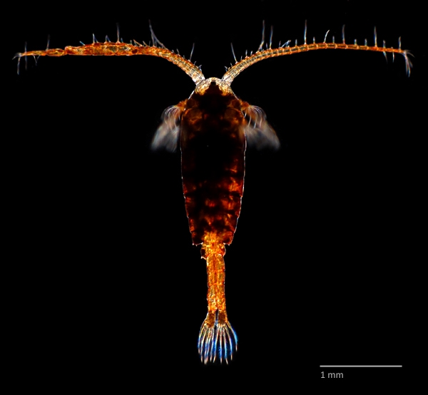 Photo of Hesperodiaptomus eiseni by Ian Gardiner
